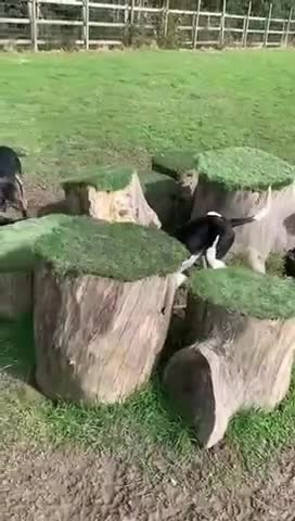 Mixed Breed dogs for adoption:  Hardy A Young Prince Hoping for His Forever Home in East Grinstead - Video 4