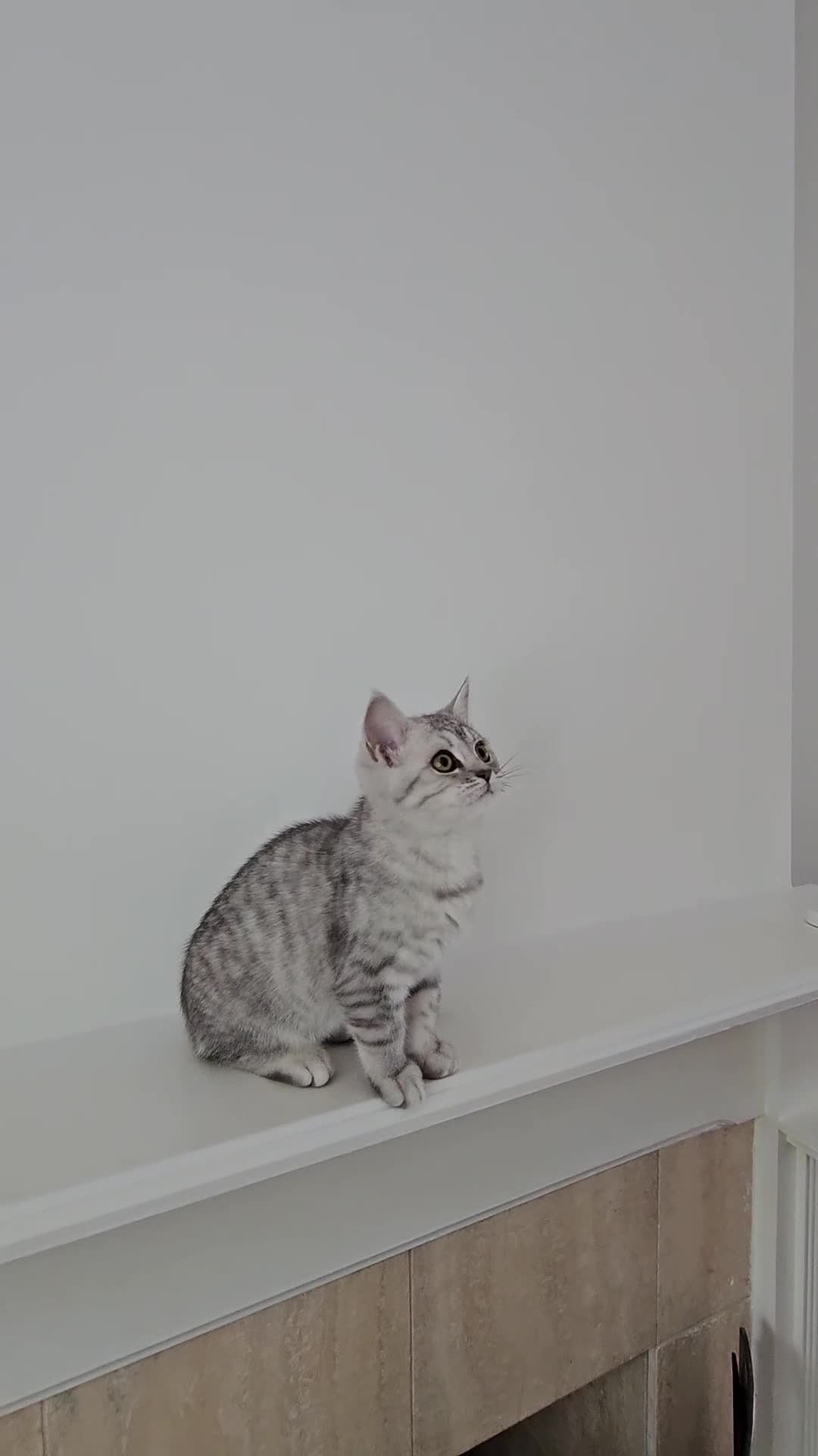 British Shorthair cats for sale: ​Rare Female BSH Kittens: Pedigree Parents Only  - Video 4