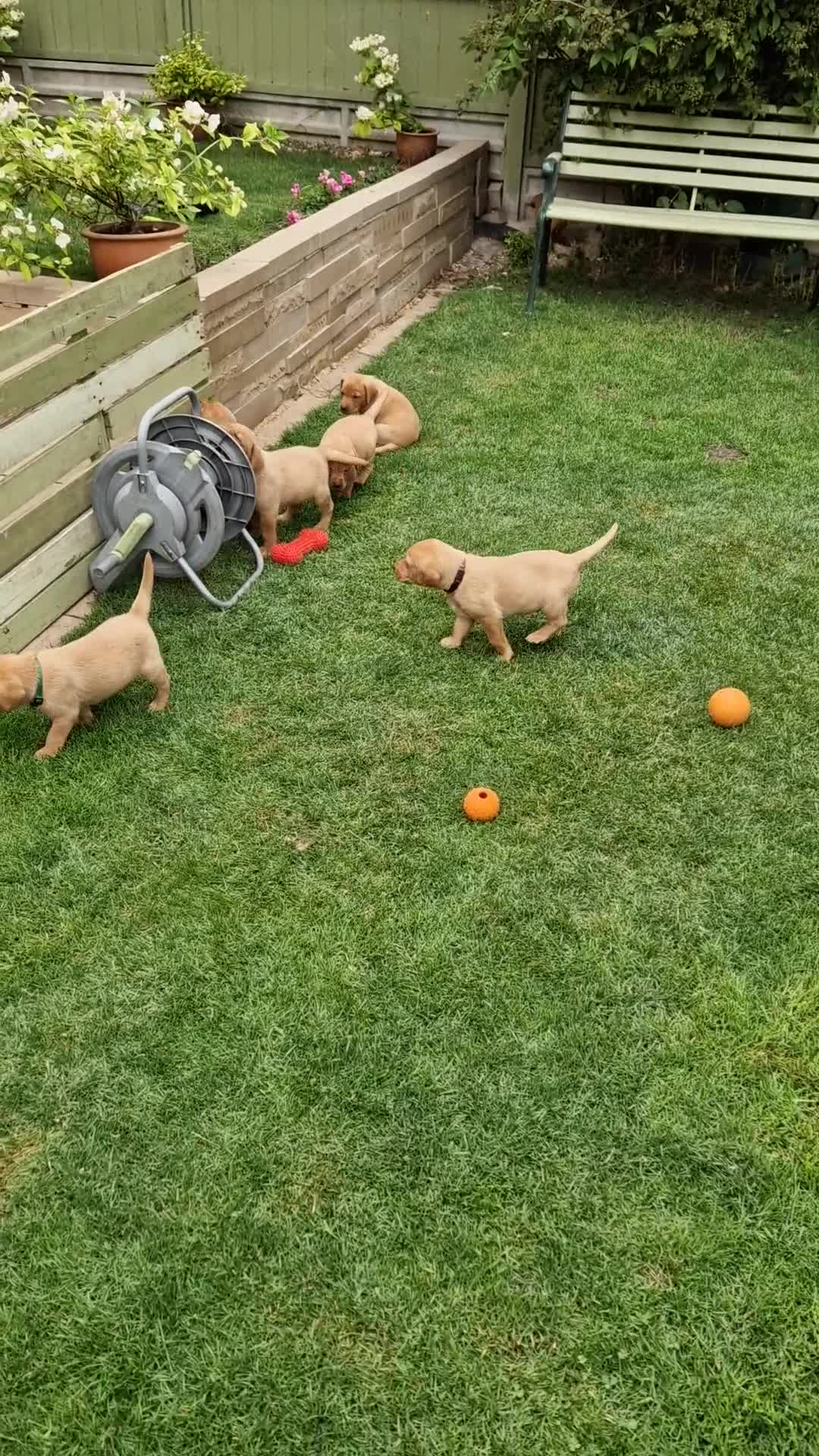 Labrador Retriever dogs for sale: Adorable 8 Puppies FOX RED Labrador, KC registered - Video 3
