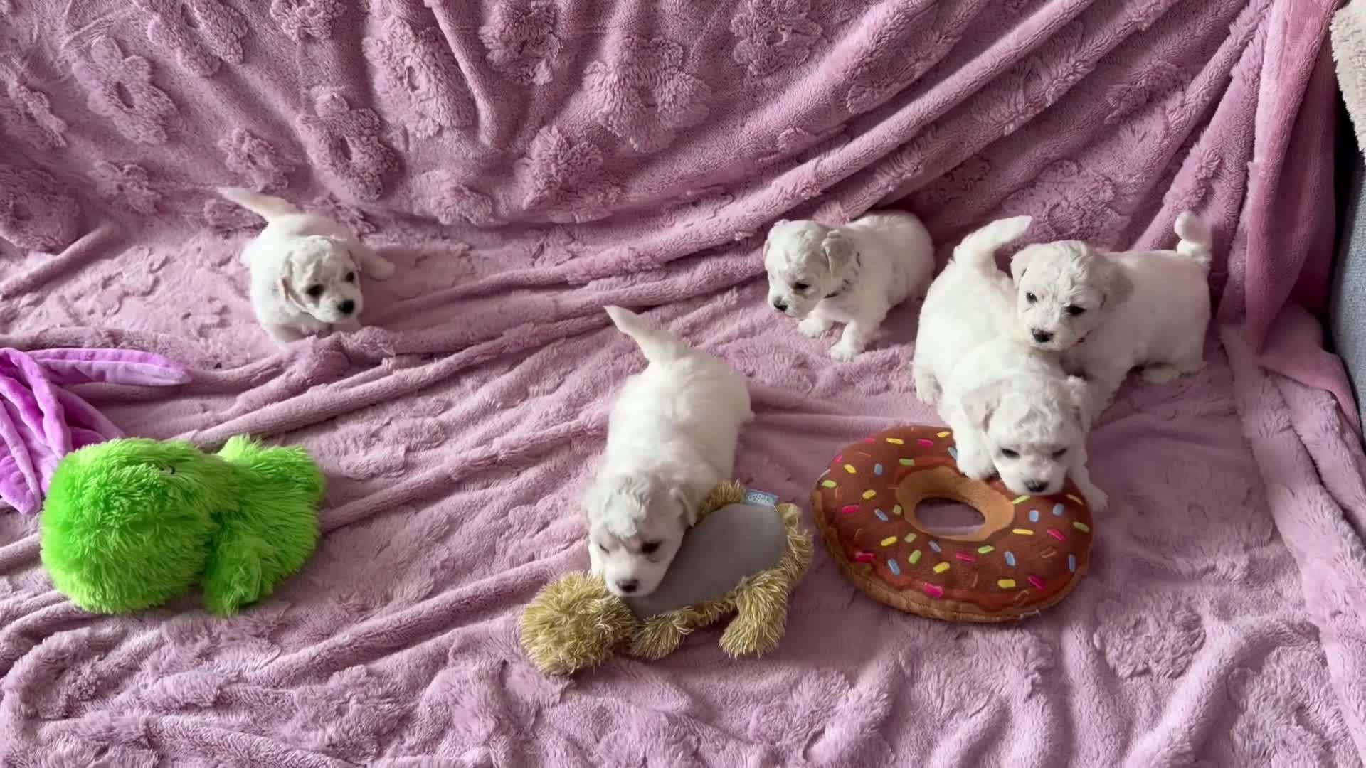 Bichon Frise dogs for sale: Pure breed Bichon Frise - 5 generation pedigree  in Burton-on-Trent - Video 1
