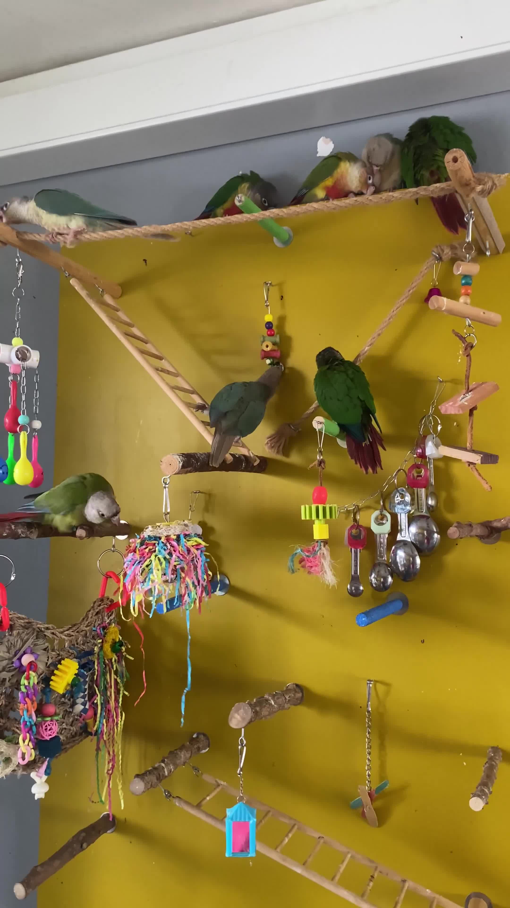 Conures birds for sale: Hand reared Green cheek Conures - Video 1