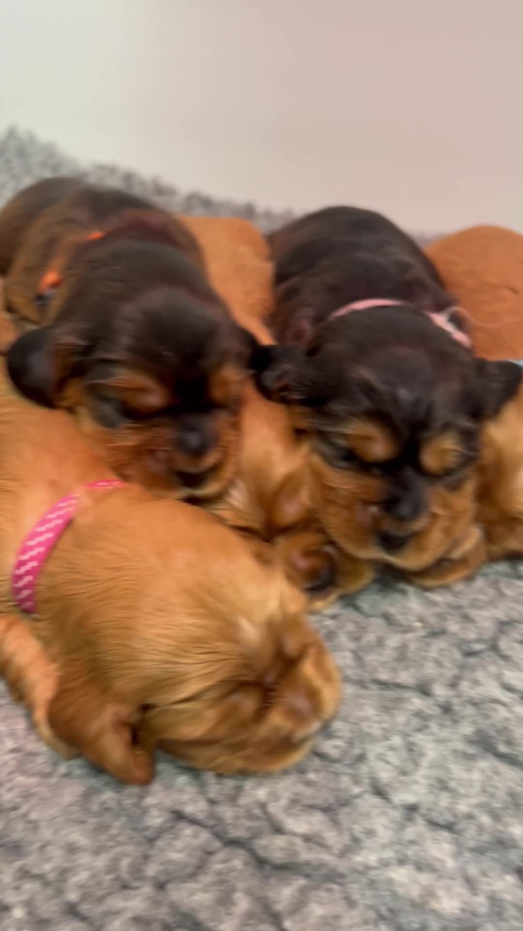Cockalier dogs for sale: Adorable cockalier puppies 💙🩵💜❤️🩷 - Video 1