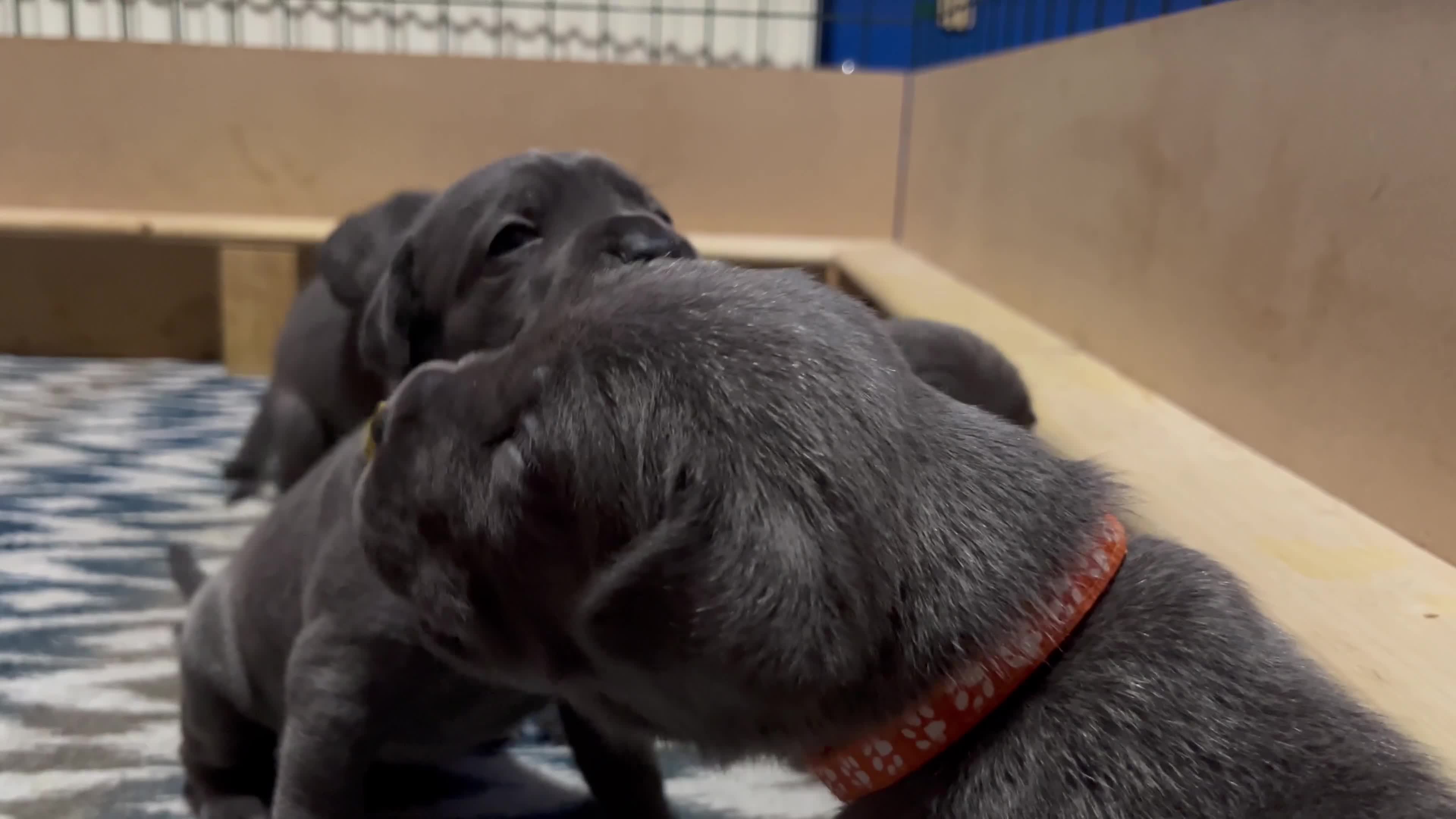 Cane Corso dogs for sale: Pedigree Cane Corso Pups - Ready Now - Video 1
