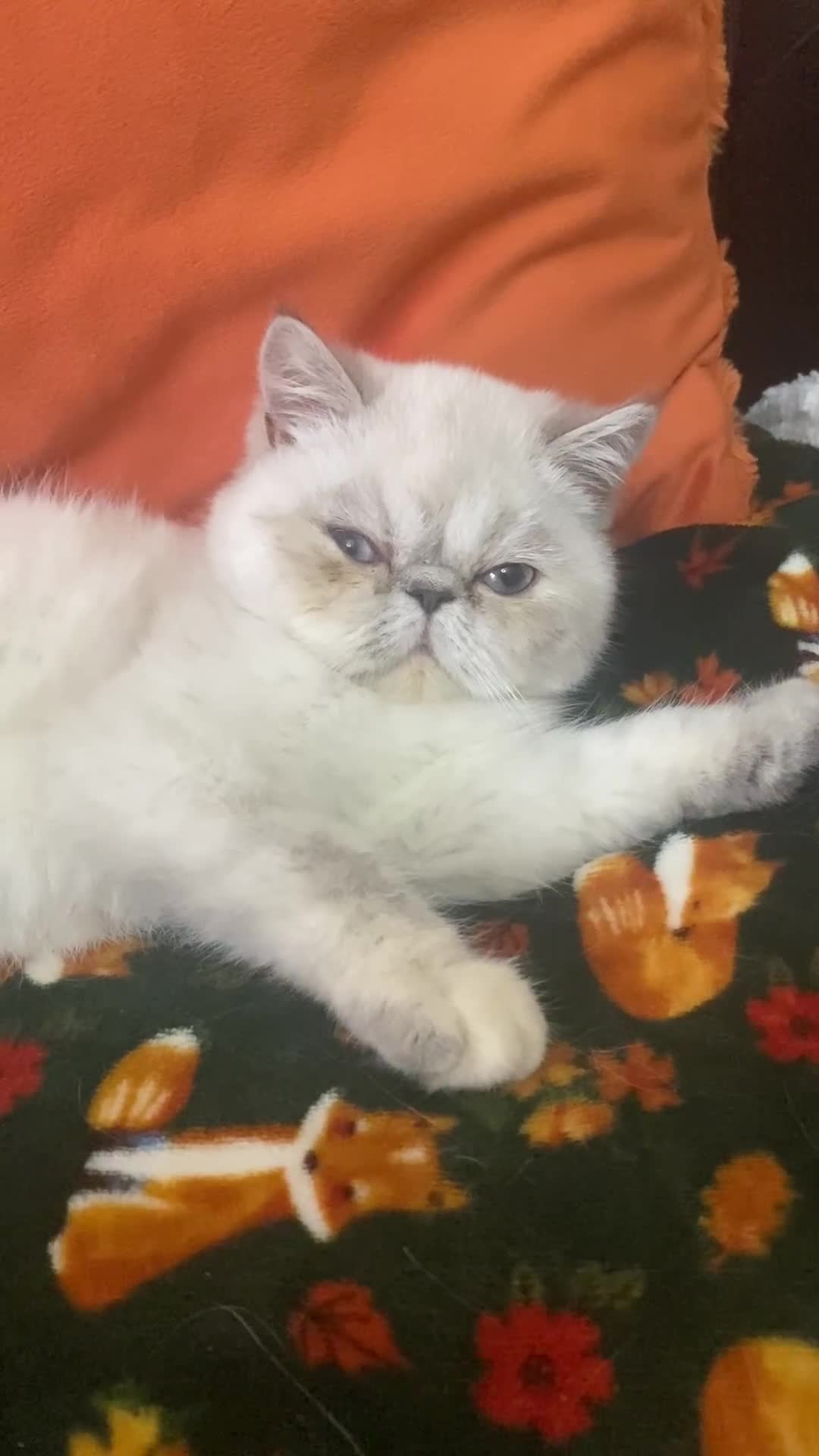 Exotic cats for sale: EXCEPTIONAL GCCF PERSIAN EXOTIC  - Video 1
