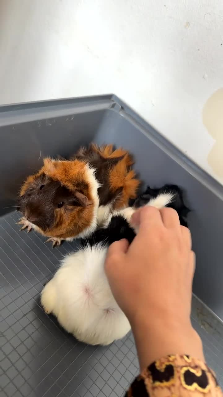 Guinea Pig rodents for sale: Two Beautiful 5-Month-Old Female Guinea Pigs - Video 1