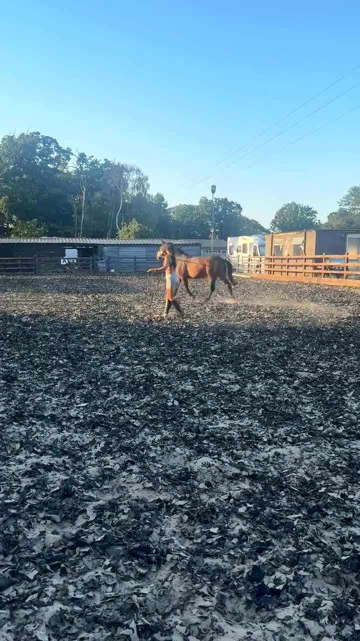 New Forest horses for sale: Project pony- looking for a home ASAP - Video 1
