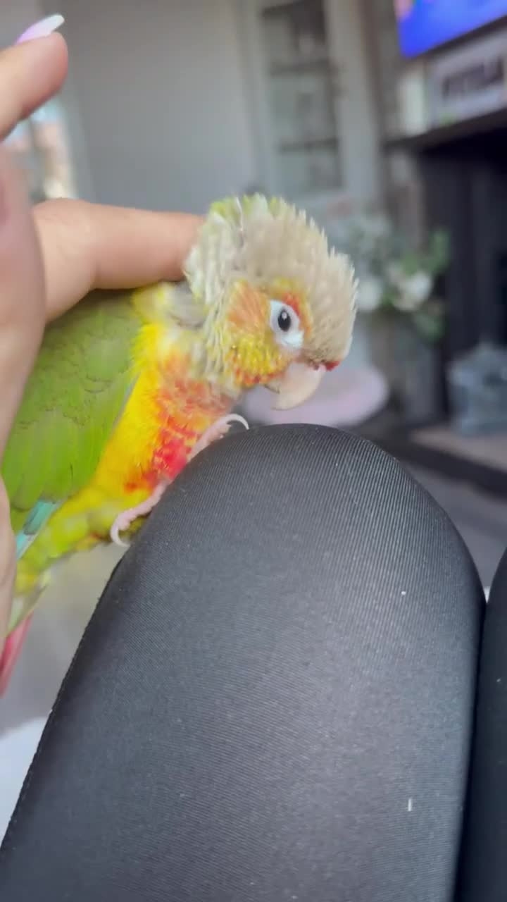 Conures birds for sale: Tame pineapple conure  - Video 3