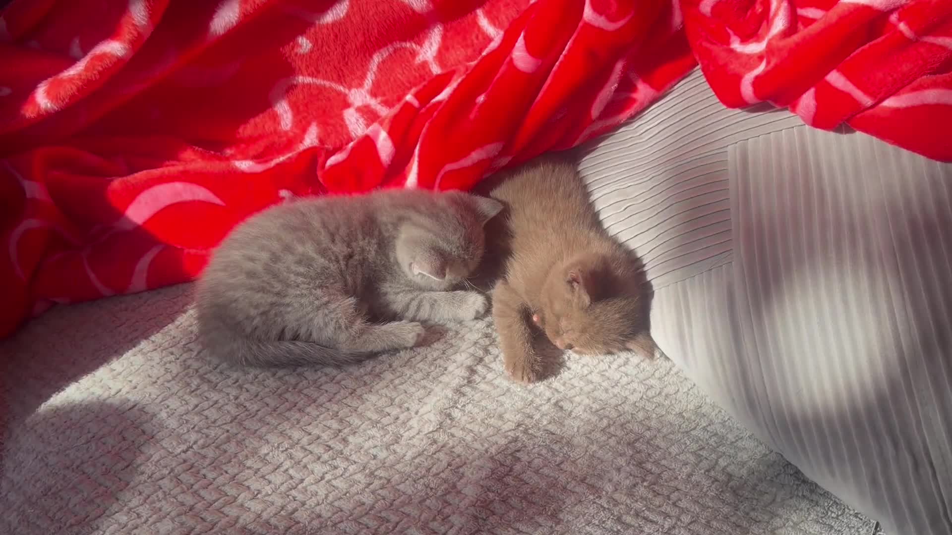 British Shorthair cats for sale: British shorthair kittens  - Video 1