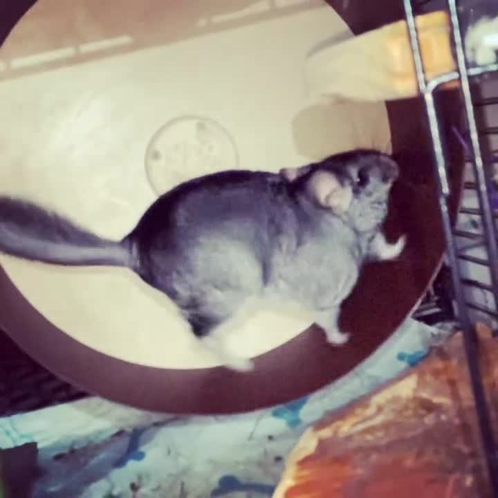 Chinchilla rodents for sale: 3 bonded male chinchillas  - Video 1