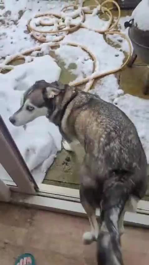 Mixed Breed dogs for adoption: Gus is ready to steal your heart - Video 3