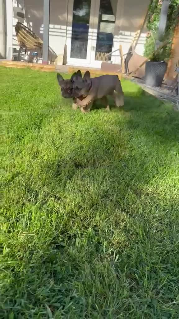 French Bulldog dogs for sale: 🔥Last 2boys French Bulldog ready to leave now🔥 - Video 3
