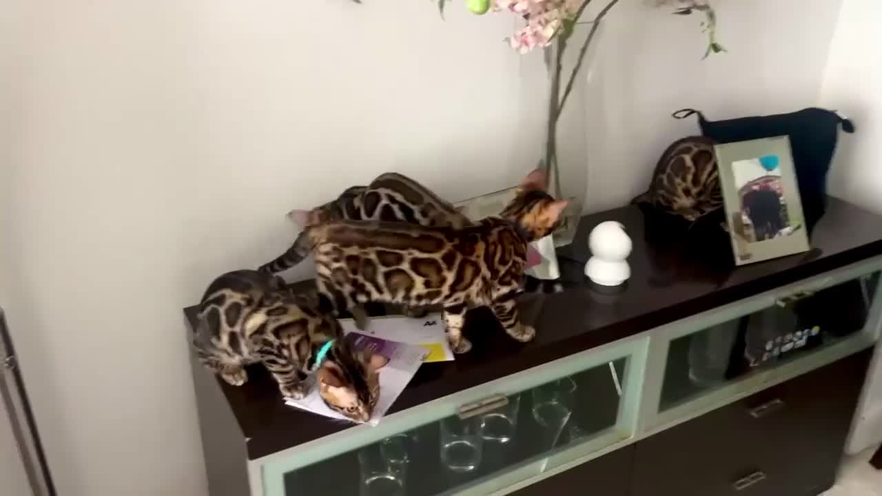 Bengal cats for sale: ✨✨ TICA registered Bengal BOYS😻😻😻 - Video 1