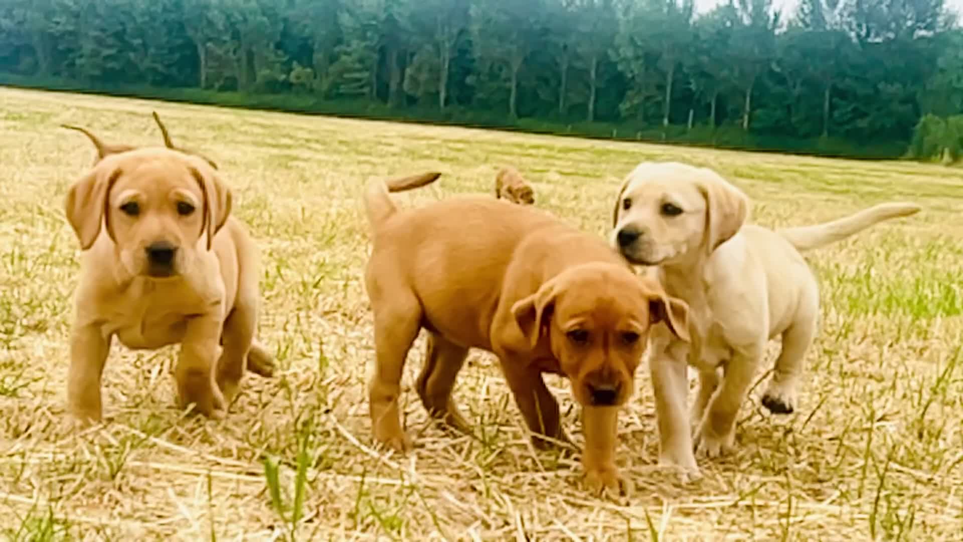 Labrador Retriever dogs for sale: KC Reg Labrador pups Working Traditional Chunky - Video 2