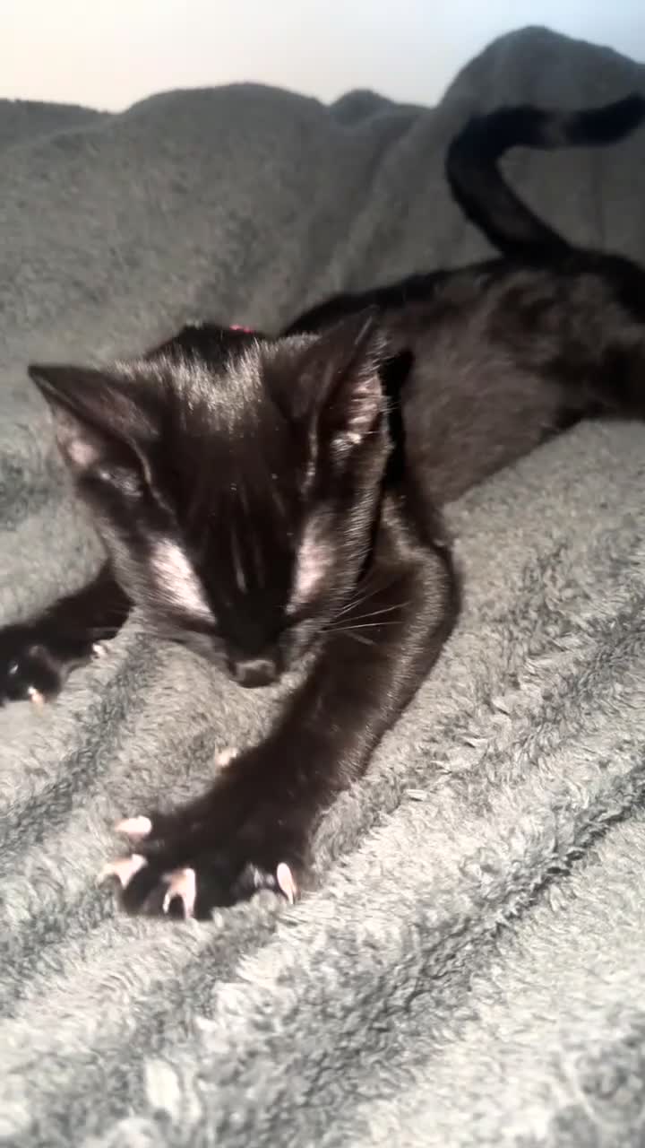 British Shorthair cats for sale: Female Kitten for sale  - Video 3