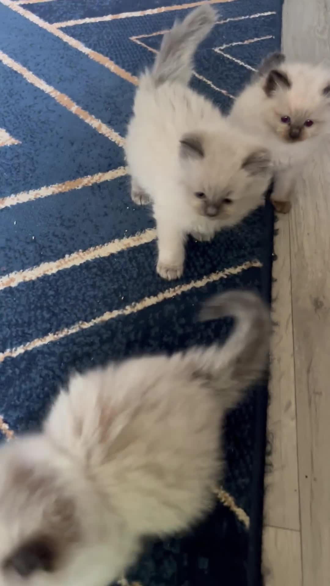 Ragdoll cats for sale: Stunning fur purebred ragdolls - Video 3
