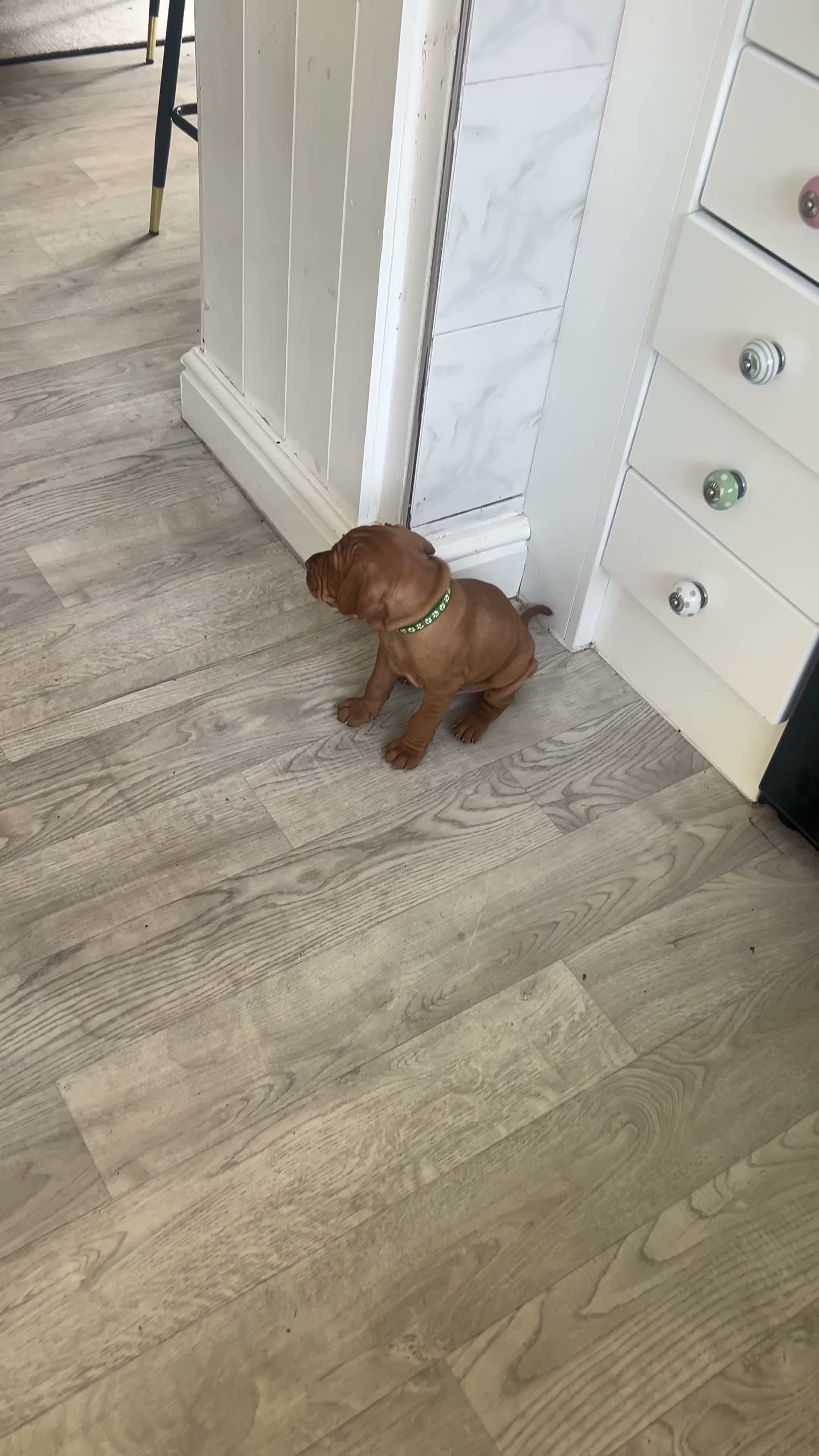 Hungarian Vizsla dogs for sale: 5 handsome hungarian vizsla puppies for sale - Video 2