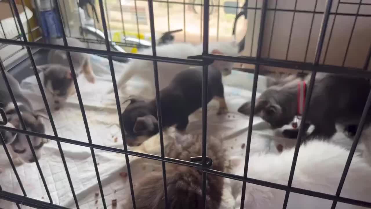 Chihuahua dogs for sale: short haired chihuahua  - Video 1