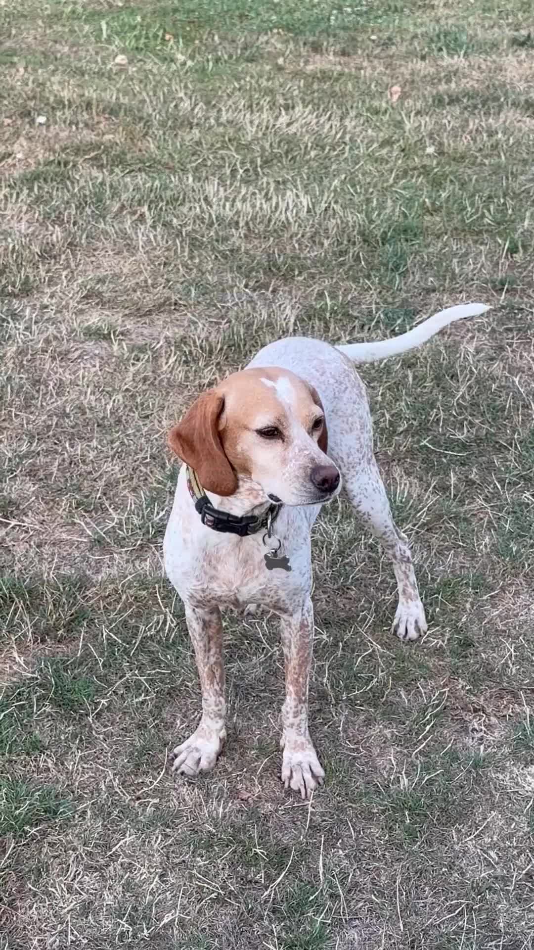 Mixed Breed dogs for adoption: 🍯 Honey: The Pocket Pointer in Maidstone - Video 4