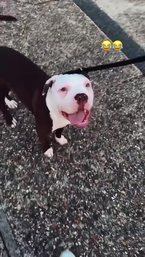 American Bull Staffy dogs for sale: American Staffordshire Terrier - Video 2
