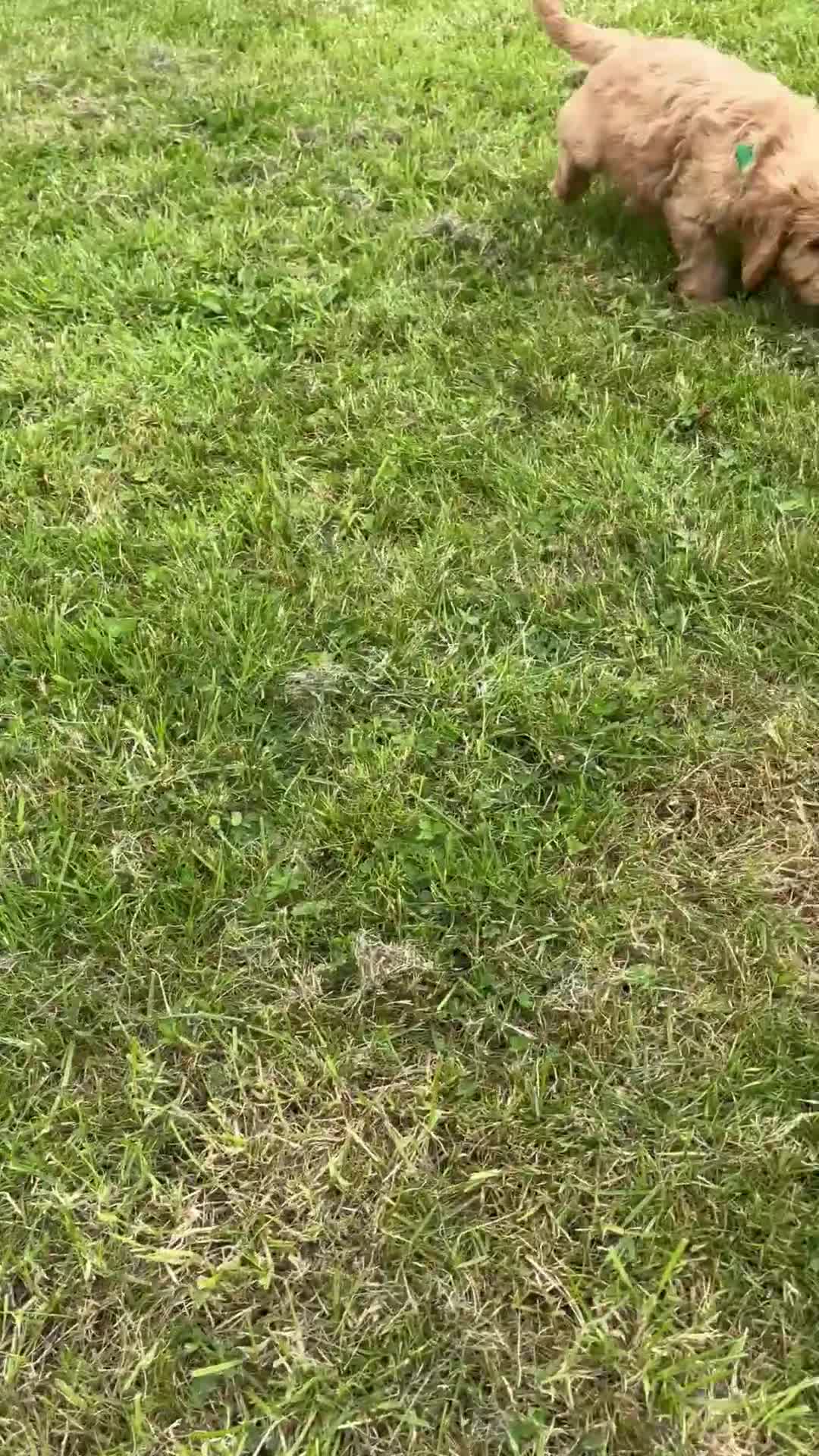 Cockapoo dogs for sale: Fantastic cockerpoos ready for new homes - Video 3