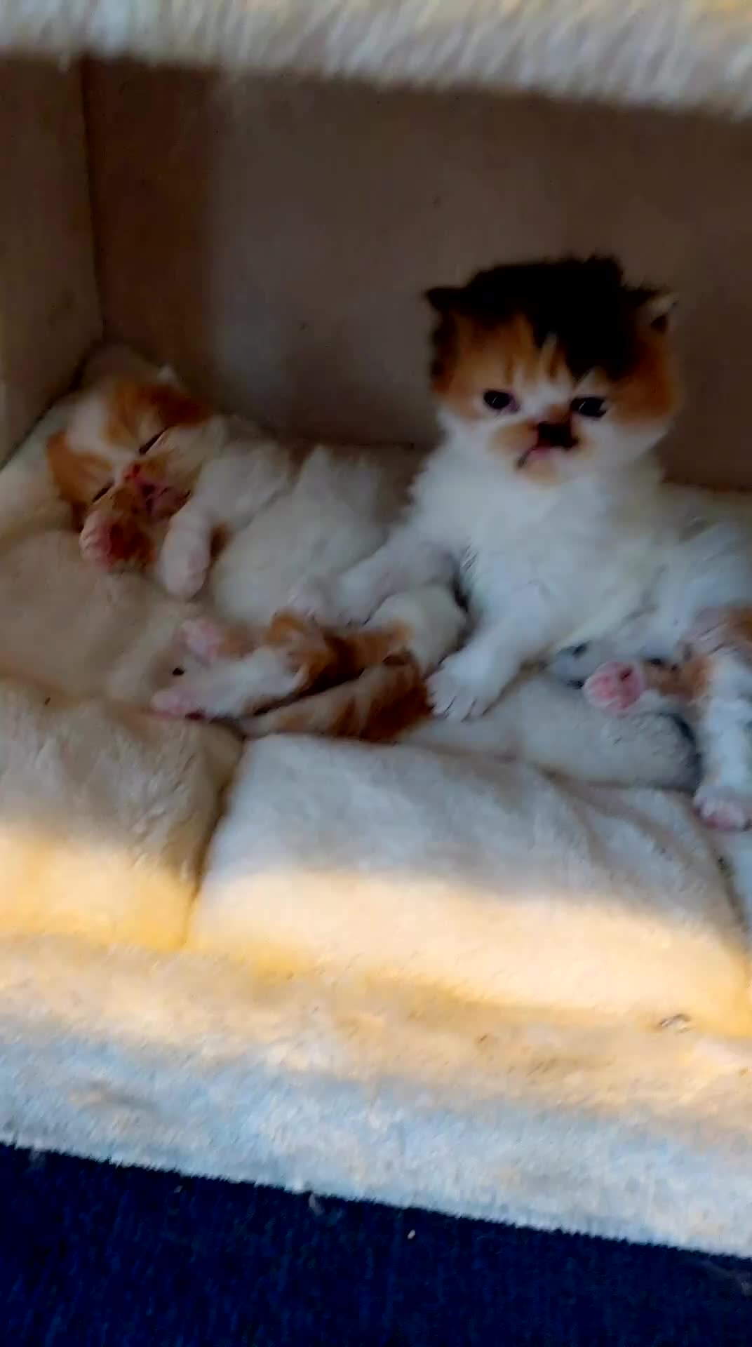 Persian cats for sale: Persian babies  - Video 2