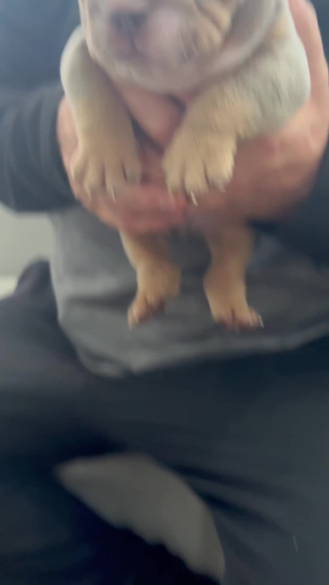 English Bulldog dogs for sale: English bulldog puppies  - Video 3