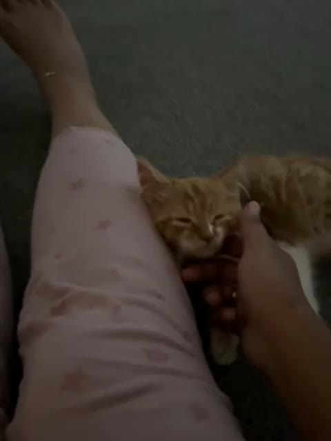Mixed Breed cats for sale: Ginger Kitten  - Video 2
