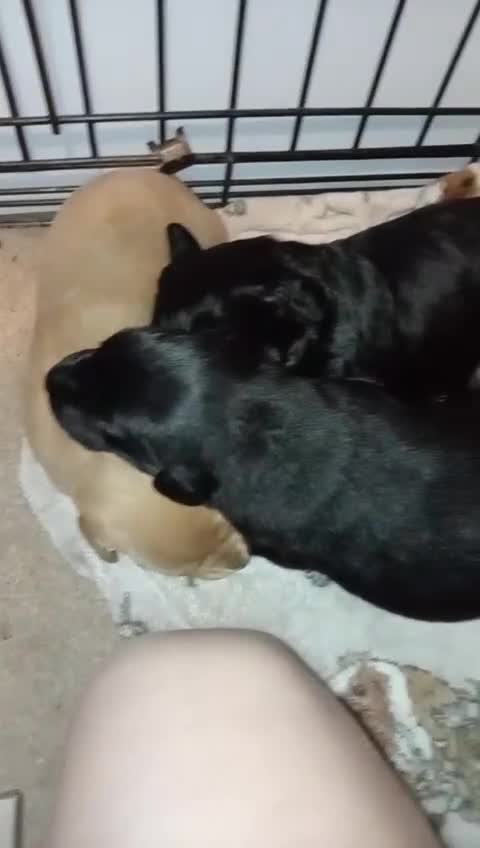 Labradoodle dogs for sale: Gorgeous Labradoodle pups - Video 2