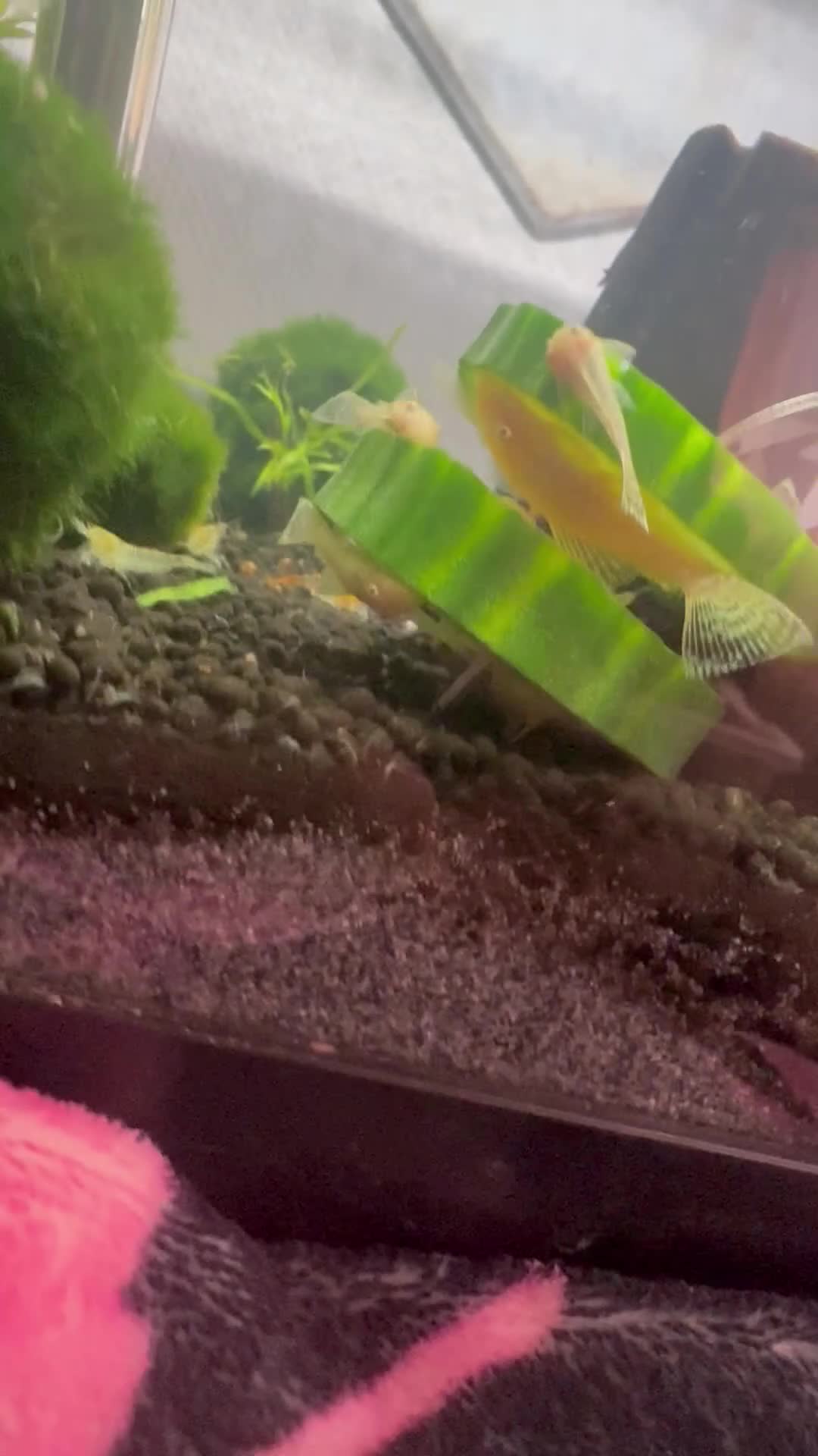 Plecos fish for sale: Plecos and fish fry  in Chester - Video 4