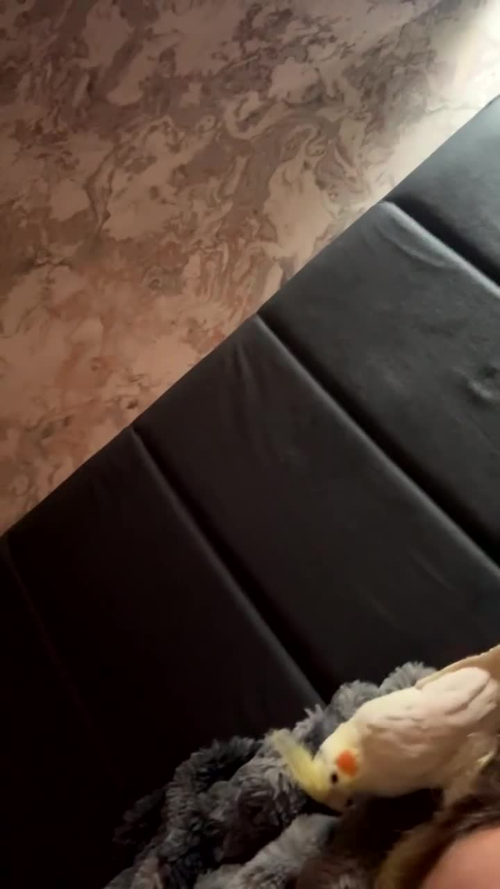 Cockatiels birds for sale: My babies pika and tuk - Video 3