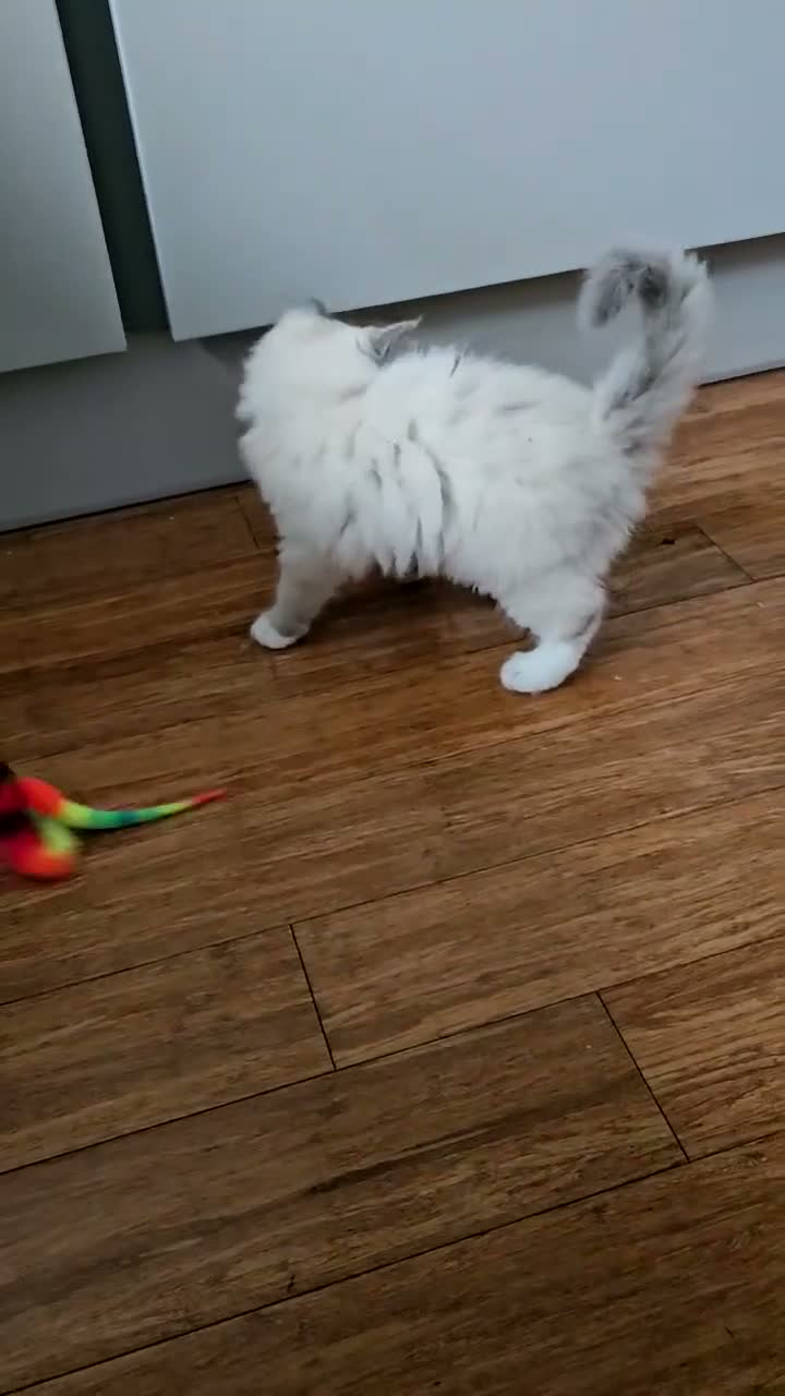 Ragdoll cats for sale: Stunning Ragdoll girl  - Video 1