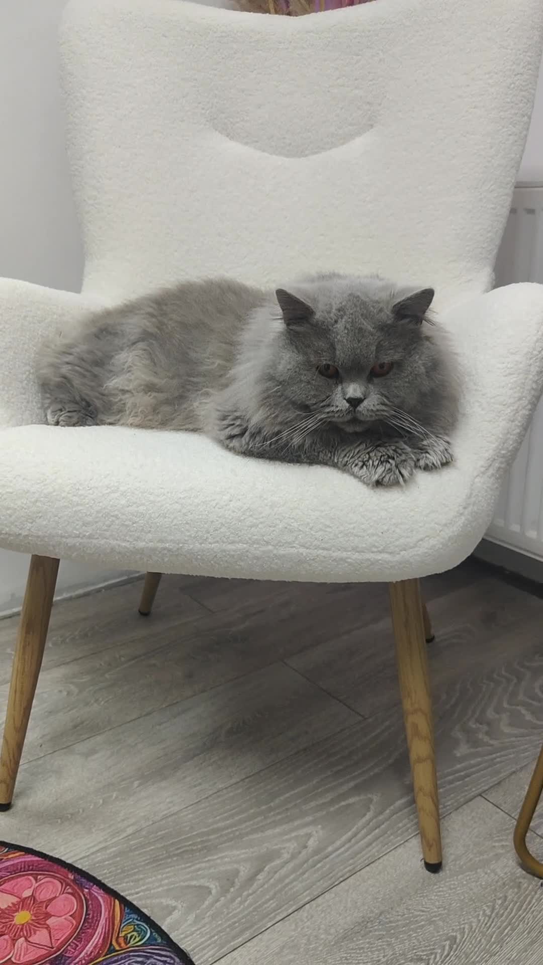 British Longhair cats for sale: GCCF  British Longhair Looking for Loving Home - Video 1