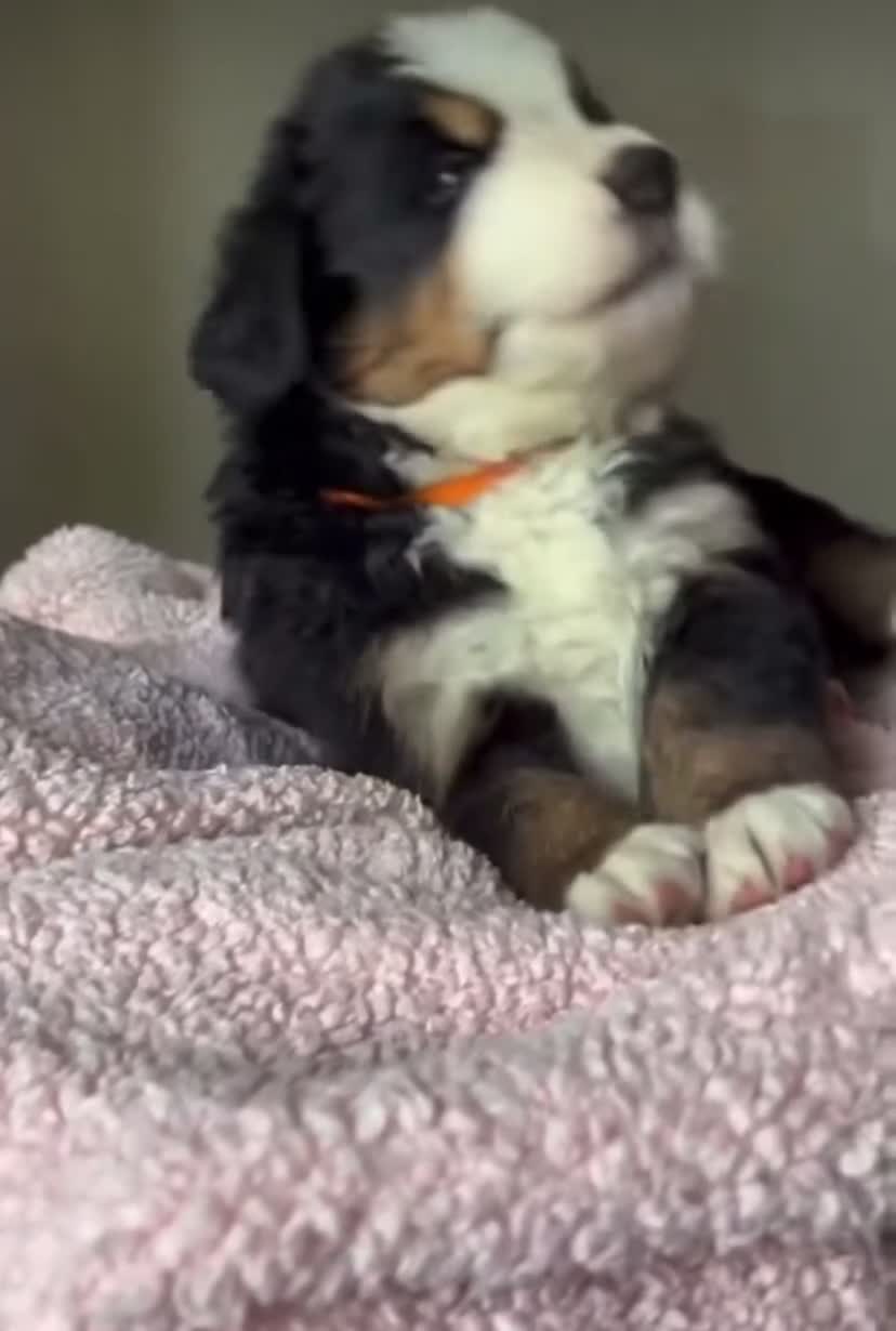 Bernese Mountain Dog dogs for sale: Well Trained Home  Bernese Mountain Pups  in Reading - Video 1
