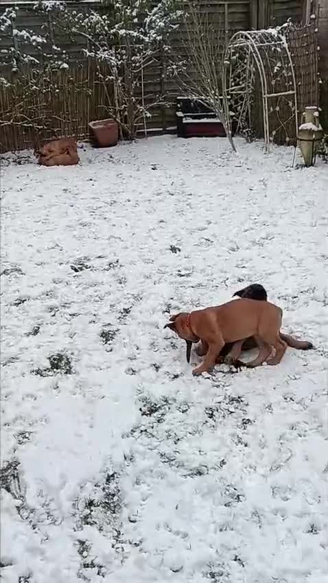 Belgian Shepherd Dog dogs for sale: Belgian Shepherd - Malinois  - Video 2