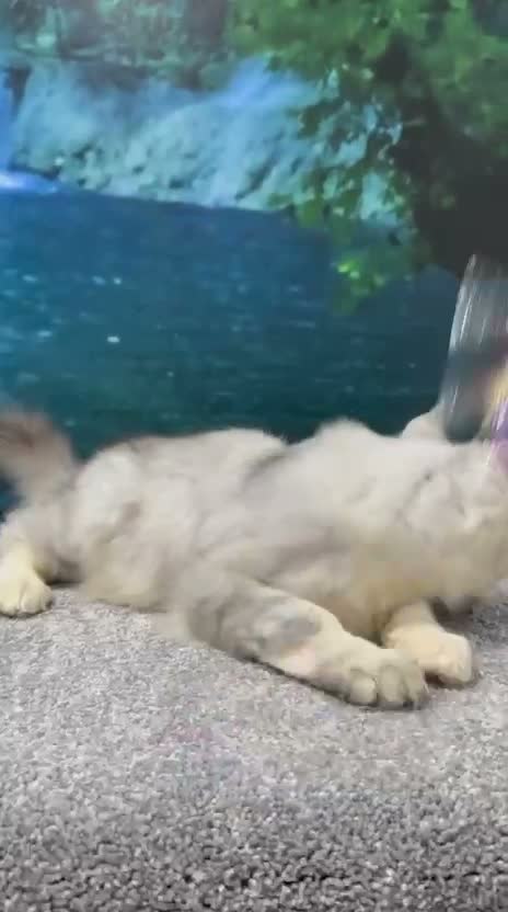 Maine Coon cats for sale: High silver TICA Registered Maine Coon Kittens  - Video 4