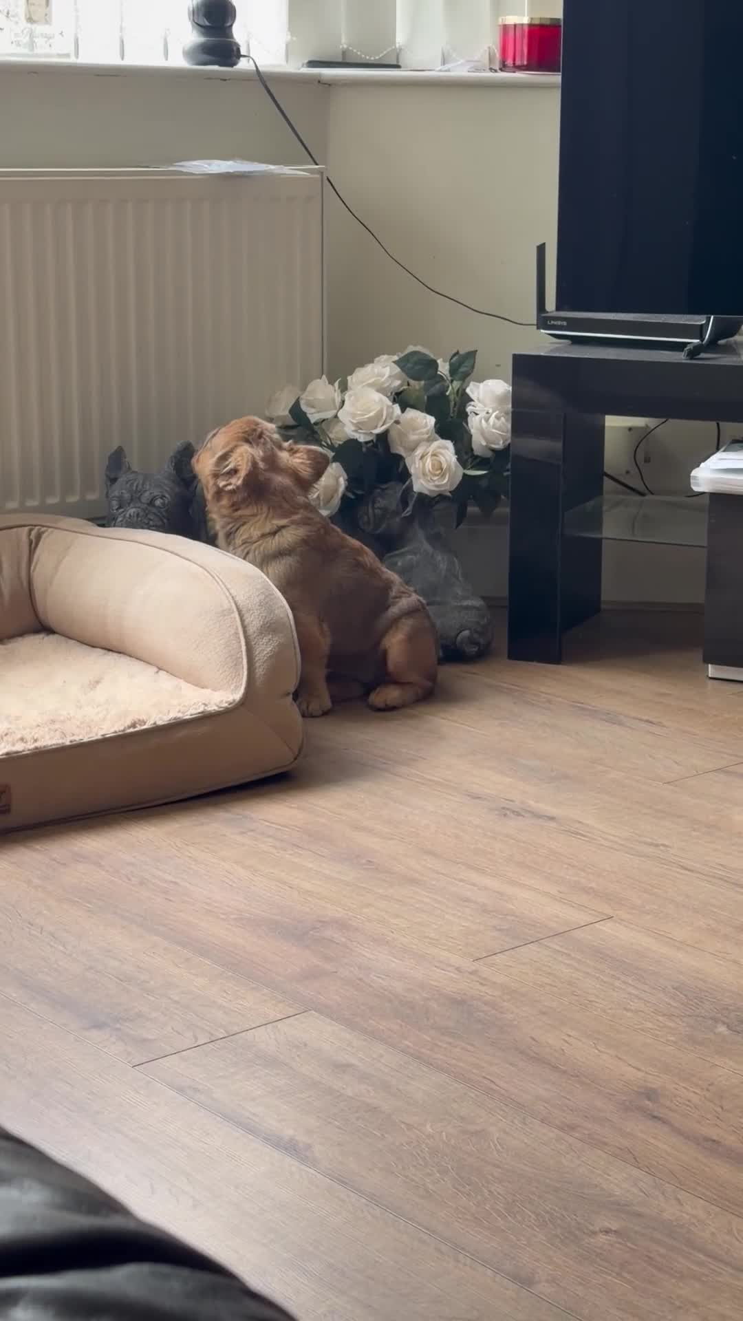 French Bulldog dogs for sale: Unique Fluffy French Bulldog Puppies  - Video 1