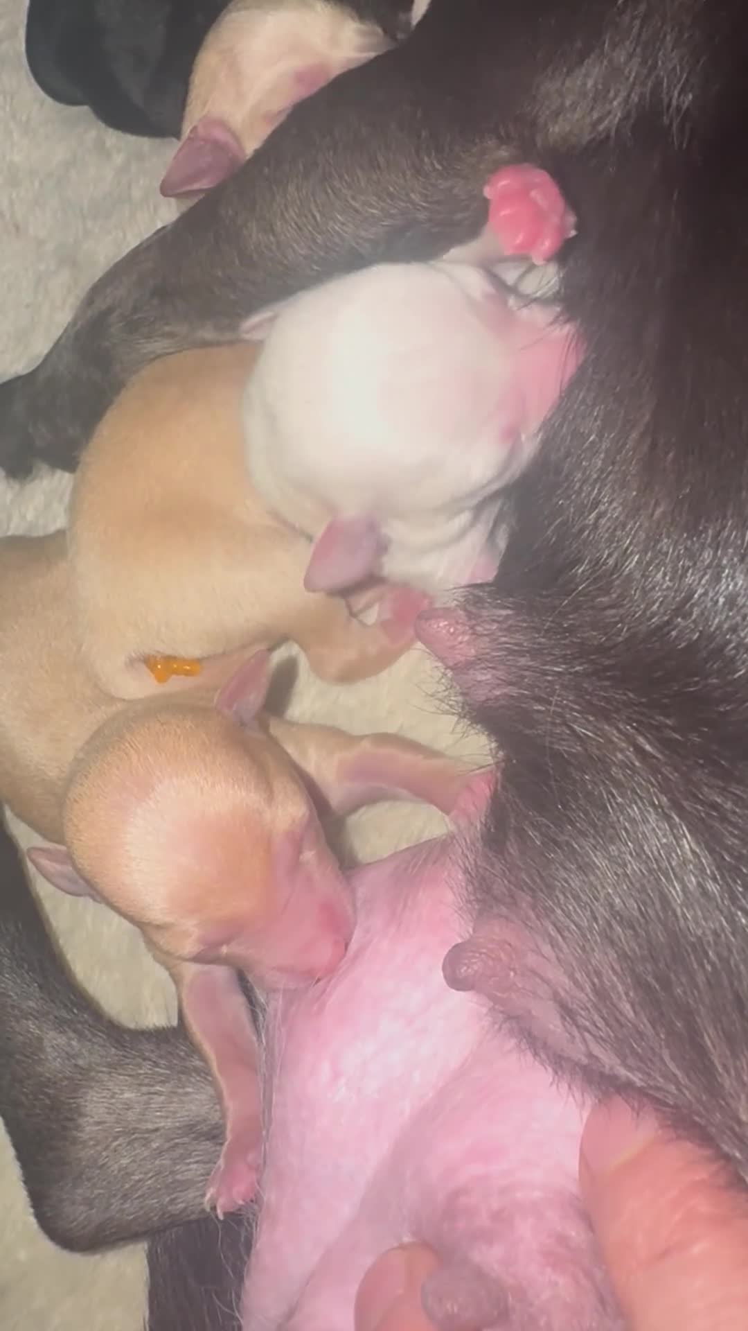 Chihuahua dogs for sale: Chihuahua puppies  in Swindon - Video 1