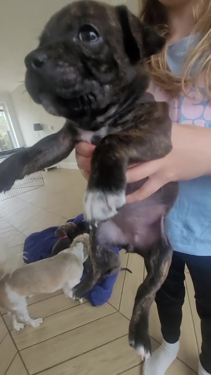 Mixed Breed dogs for sale: Beautiful staffie puppys (2 girls left) - Video 1