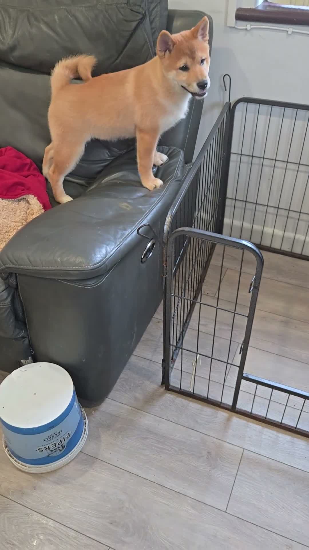 Japanese Shiba Inu dogs for sale: Foxy little shibas - Video 5
