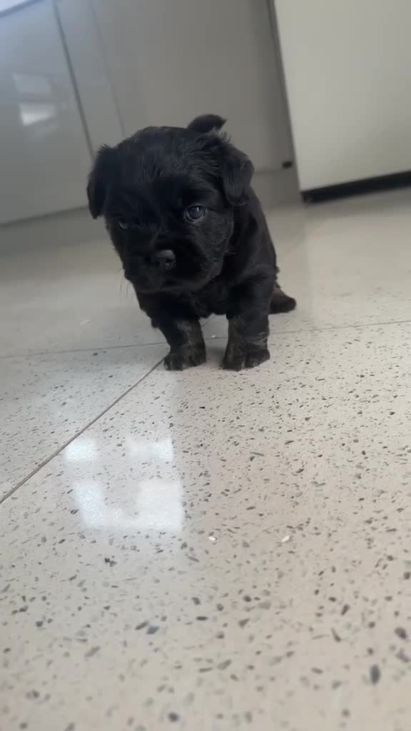 French Bulldog dogs for sale: Fluffy Frenchies - Video 2