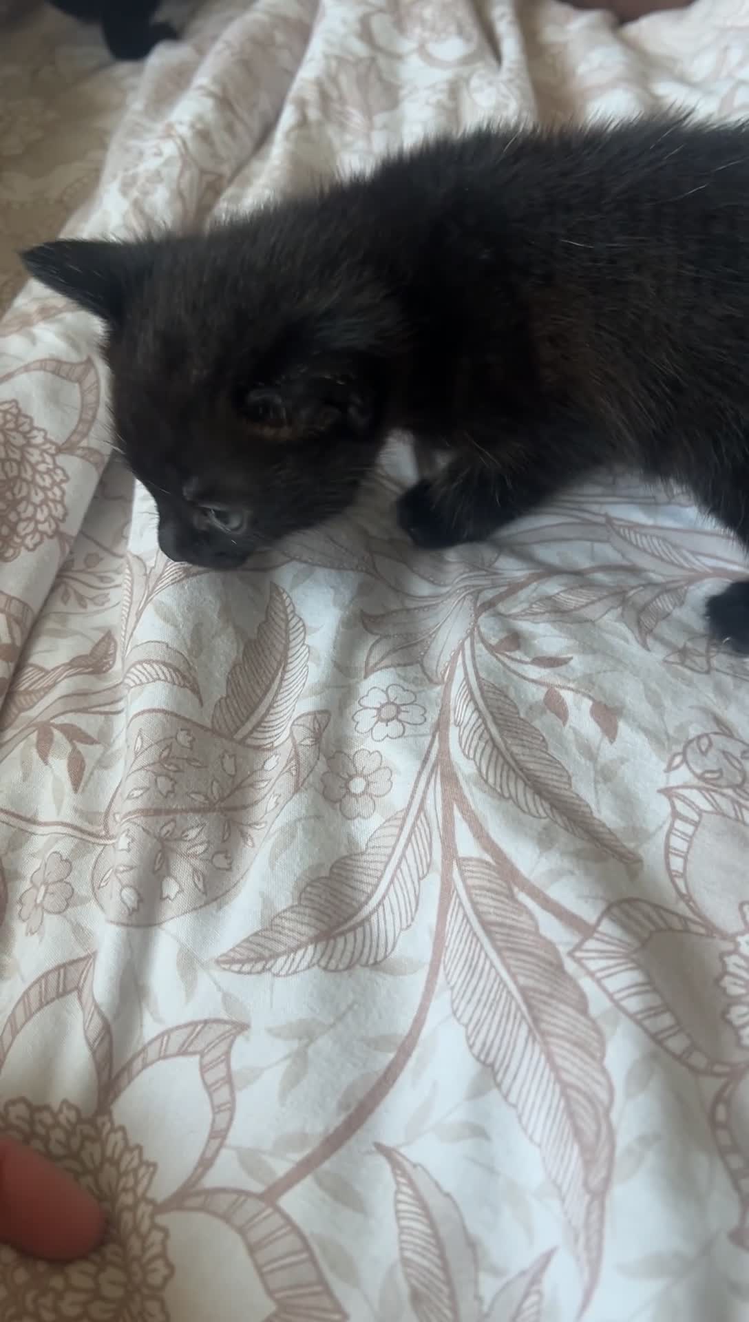 Mixed Breed cats for sale: 2 beautiful kittens in London - Video 2