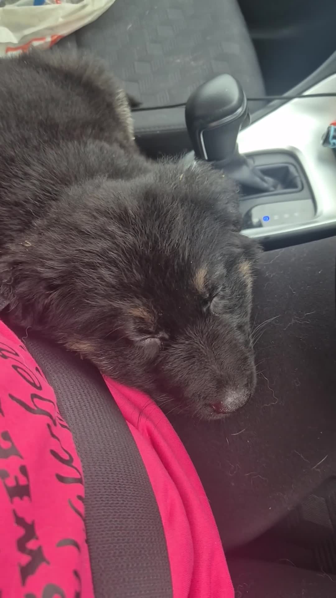 German Shepherd dogs for sale: 8 weeks old gsd (female)  - Video 1