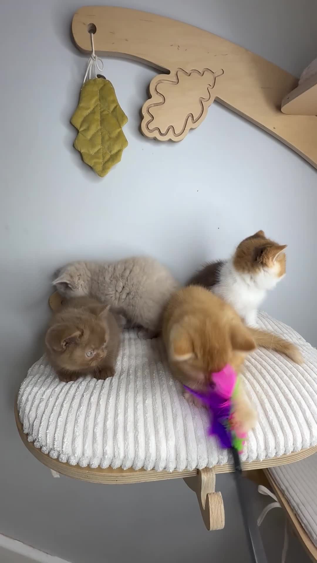 British Shorthair cats for sale: Stunning Pedigree BSH  - Video 1