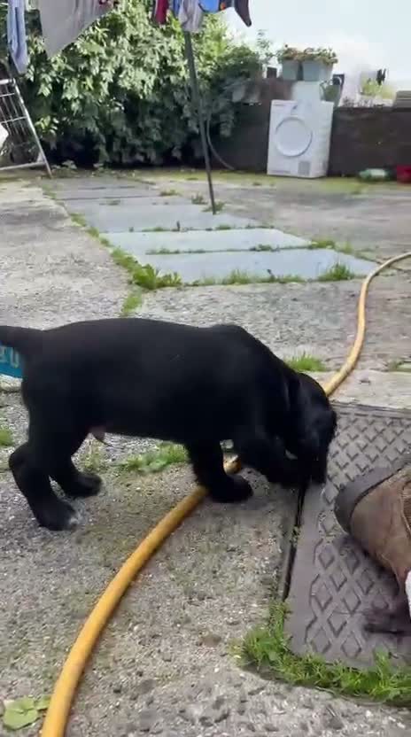 Cocker Spaniel dogs for sale: KC cocker spaniels - Video 2