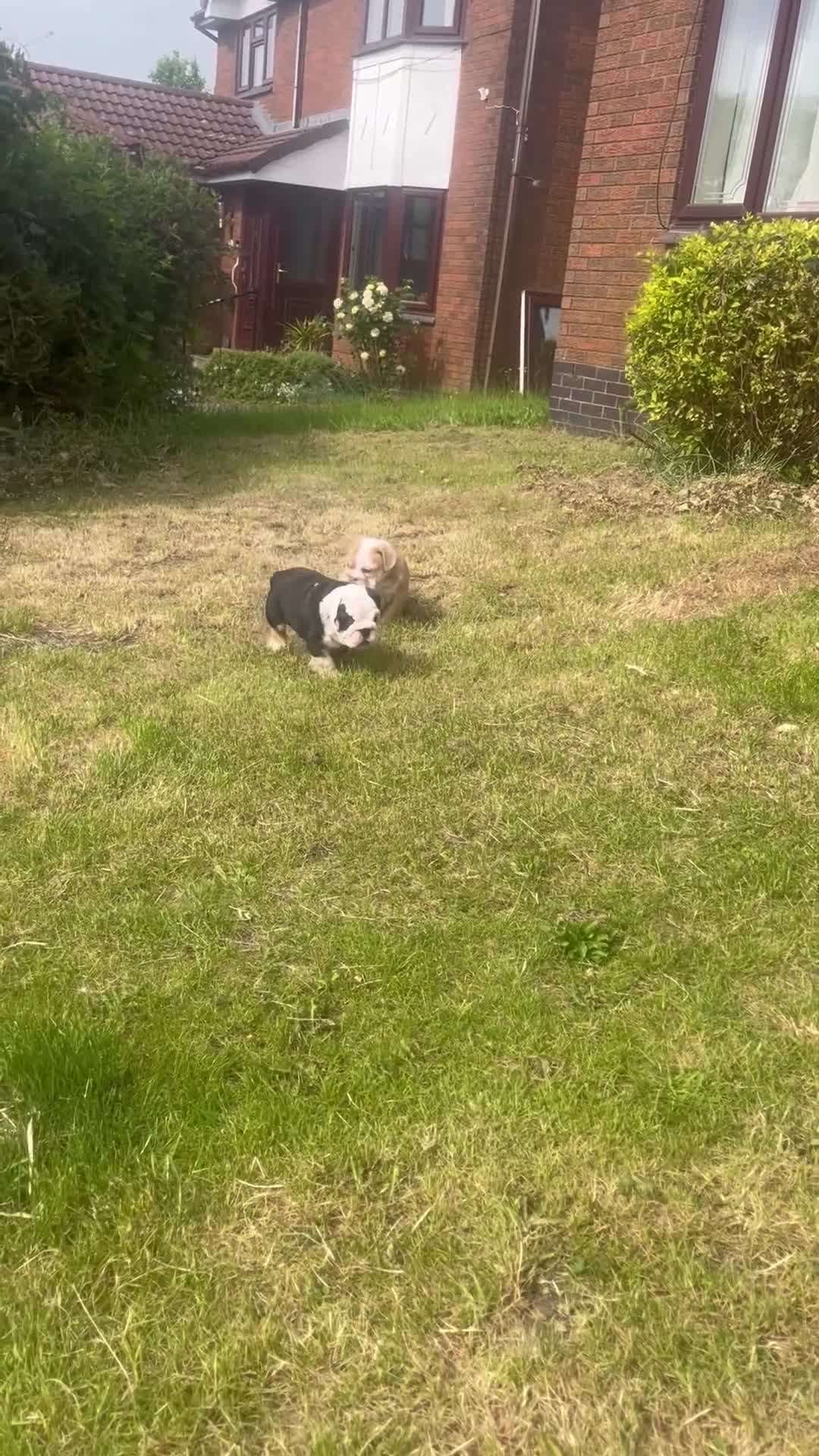 English Bulldog dogs for sale: Chunky healthy pups - Video 1