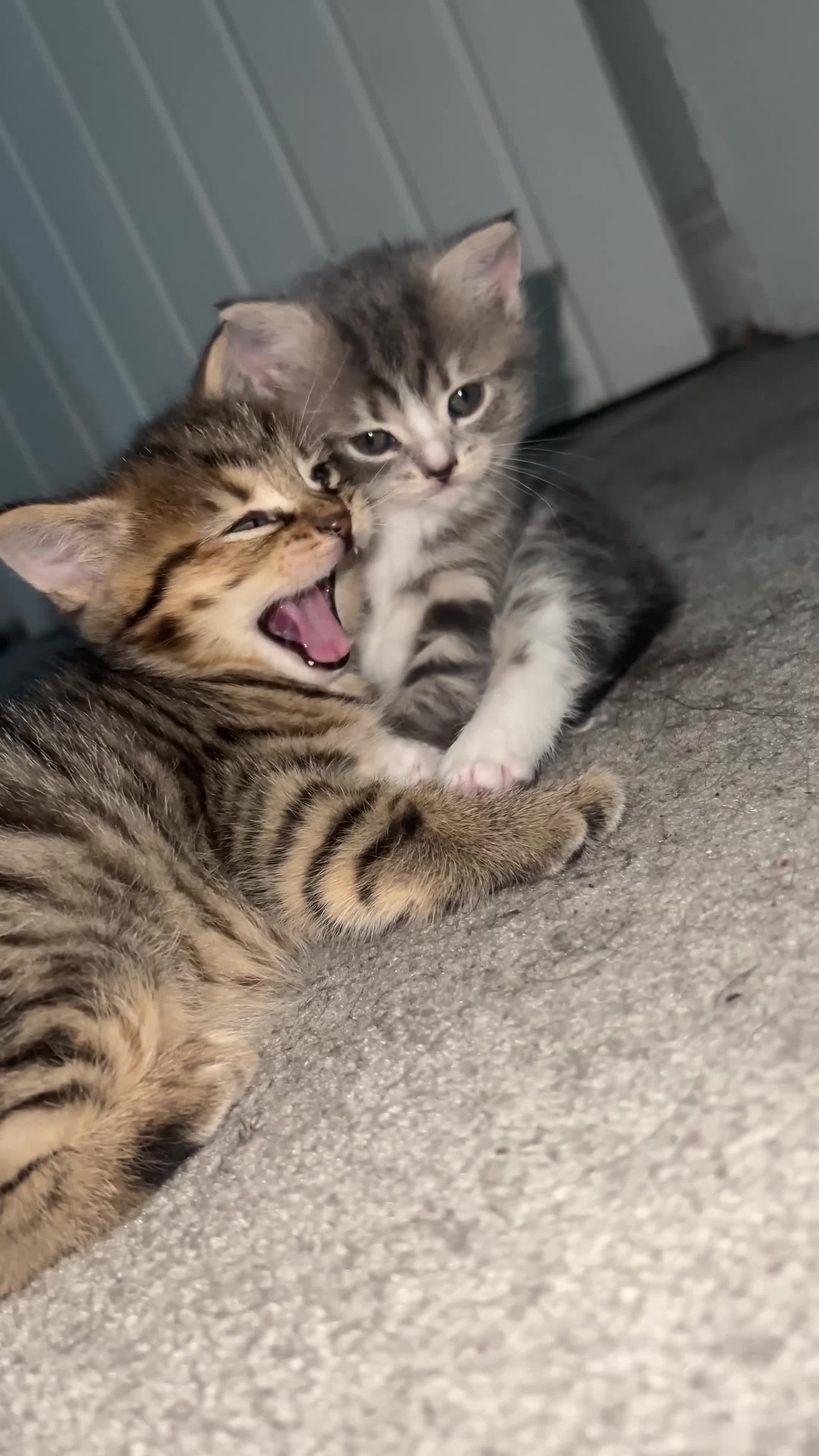 British Shorthair cats for sale: British Shorthair Spotted Girl - Video 3