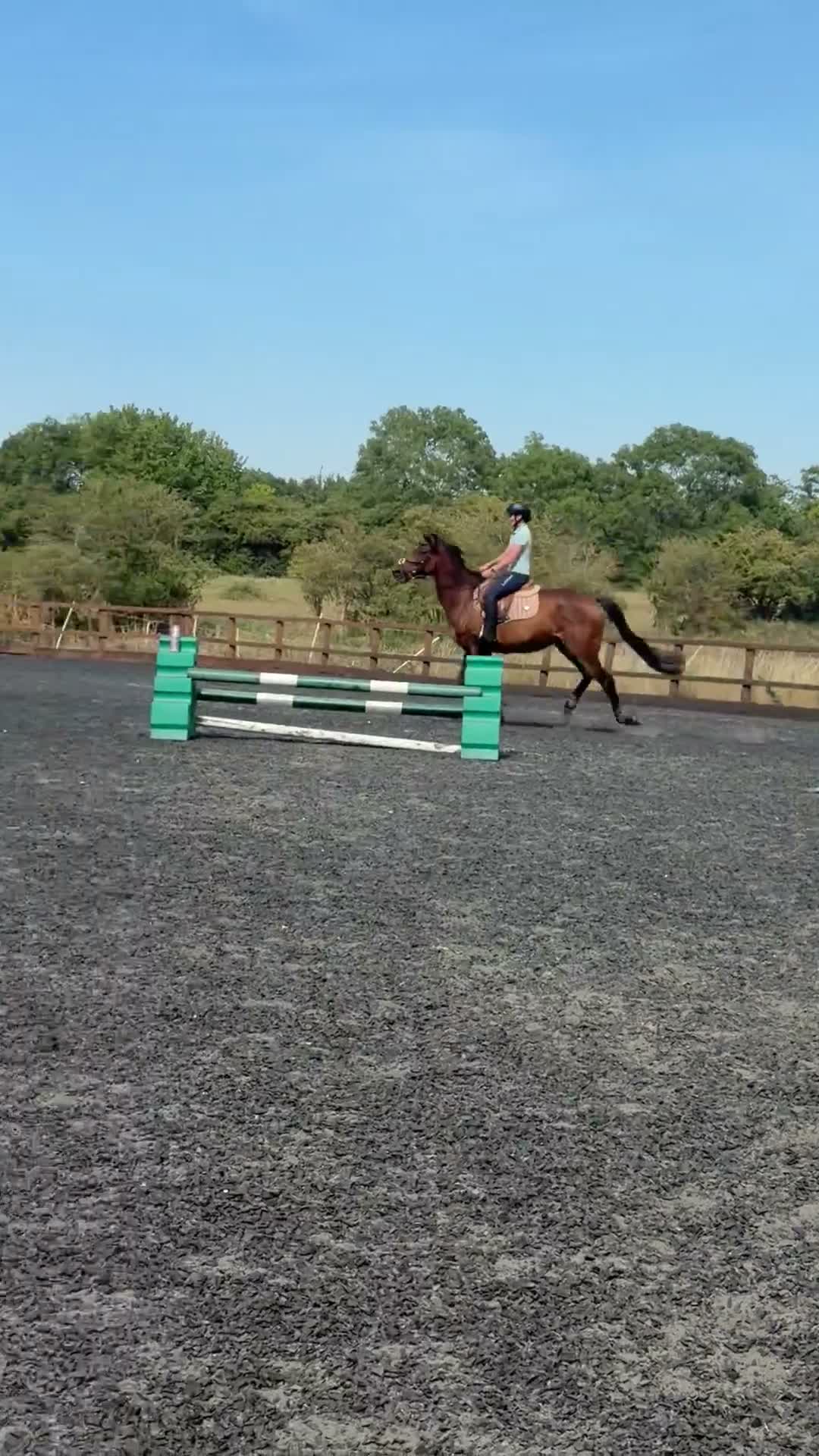 Irish Thoroughbred horses for sale: Perfect allrounder  - Video 2