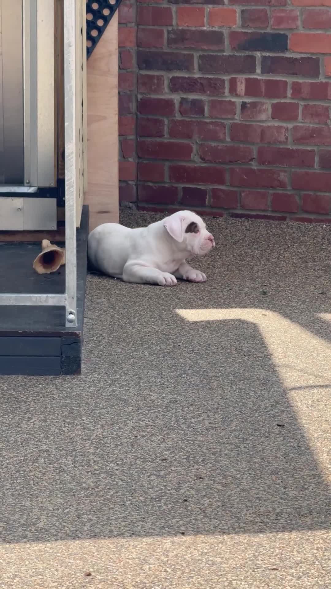 Olde English Bulldogge dogs for sale: Olde English Bulldogge Puppy Ready To Go - Video 2