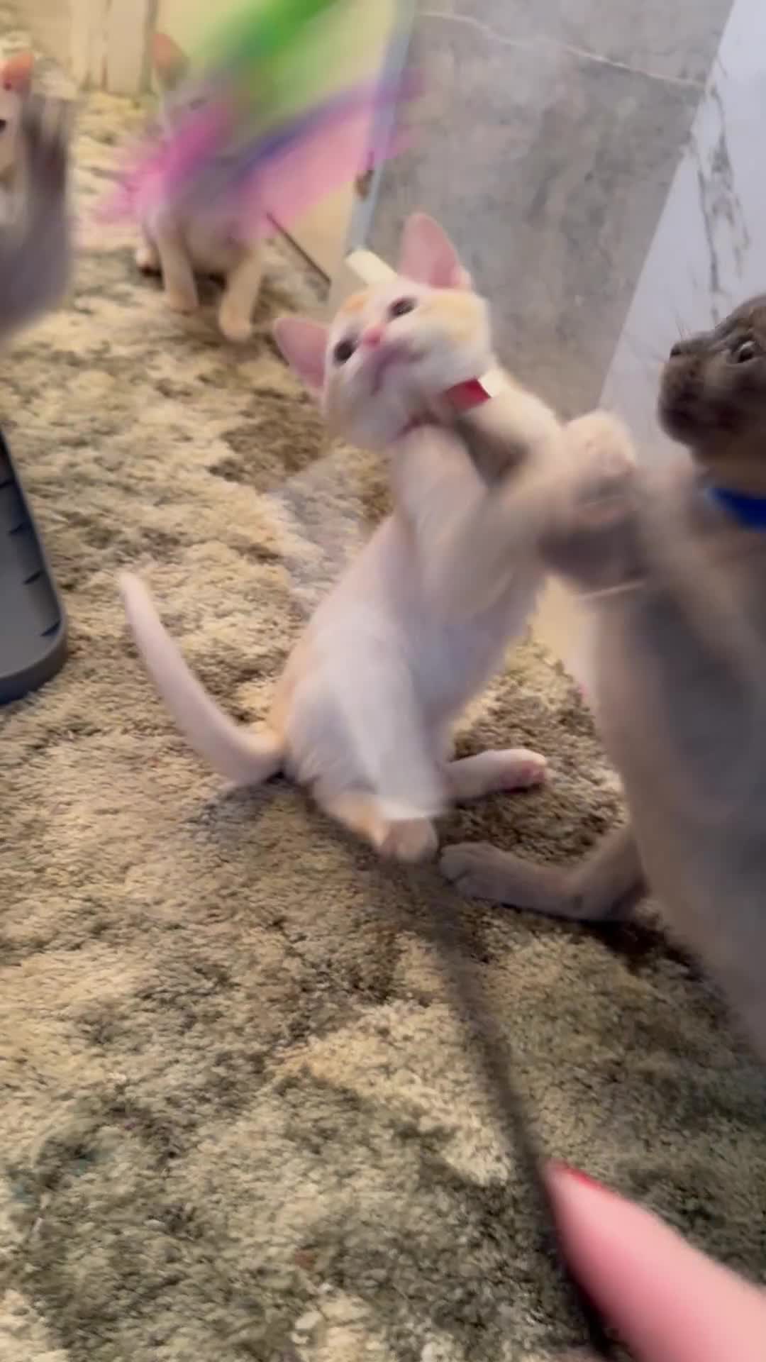 Burmese cats for sale: Burmese Kittens For Sale - Video 3