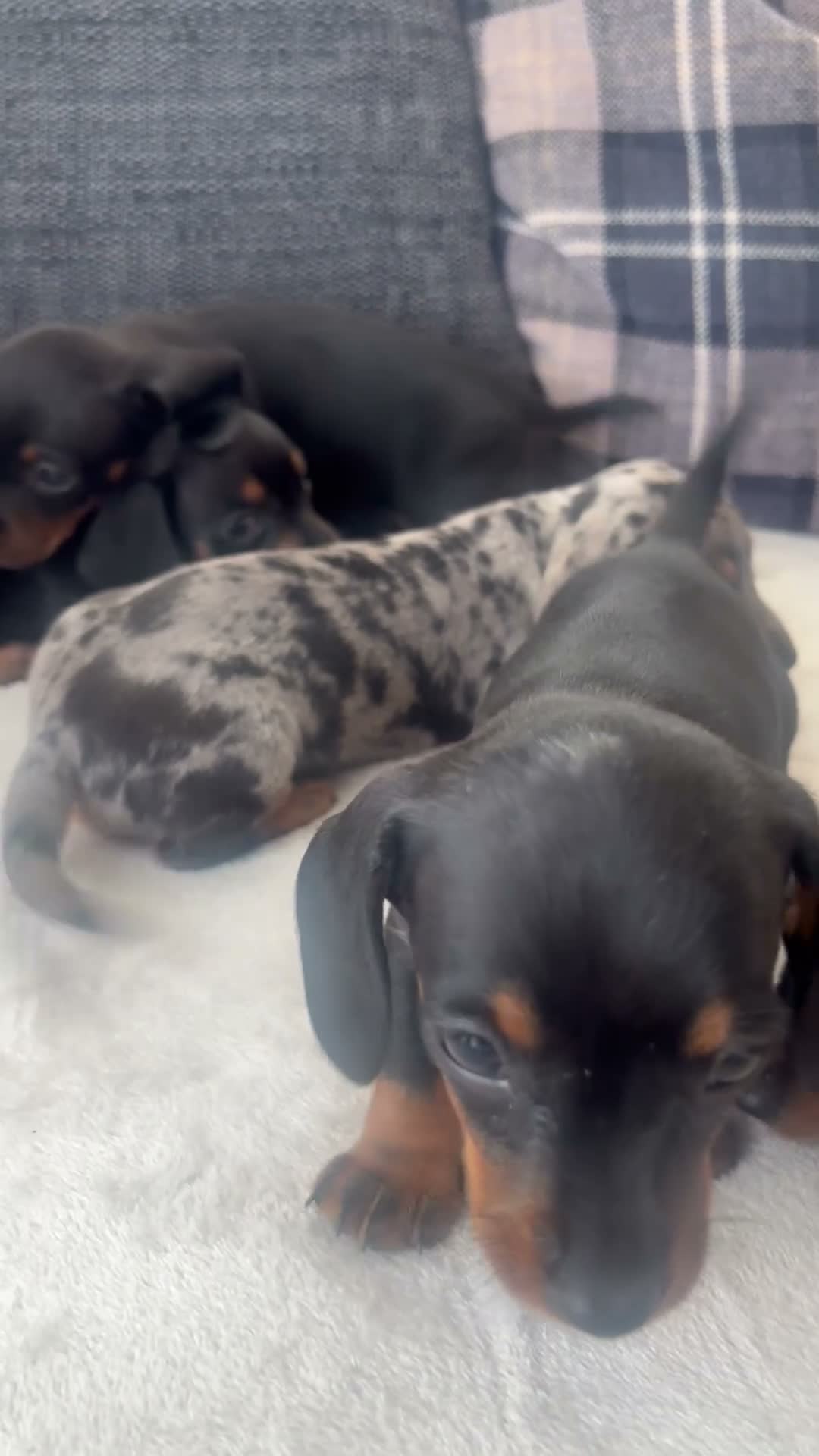 Dachshund dogs for sale: Beautiful dachshund puppies  - Video 1